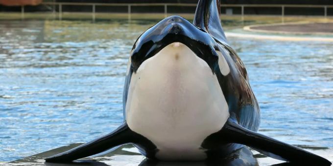 Ein Orca liegt im Park Marineland auf dem Beckenrand. (Symbolbild) Orca Lolita