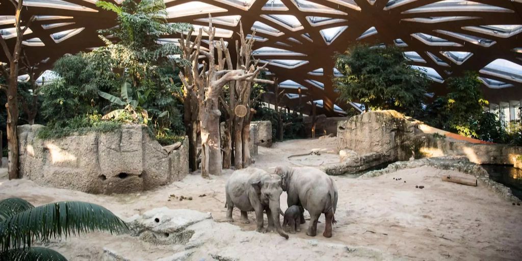 Zoo Zürich mit 1,2 Millionen Besucher