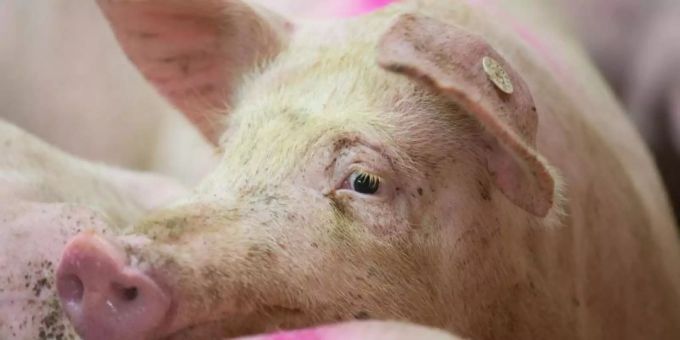 Ein markiertes Schwein in einem Schweinestall. Foto: Friso Gentsch schwein