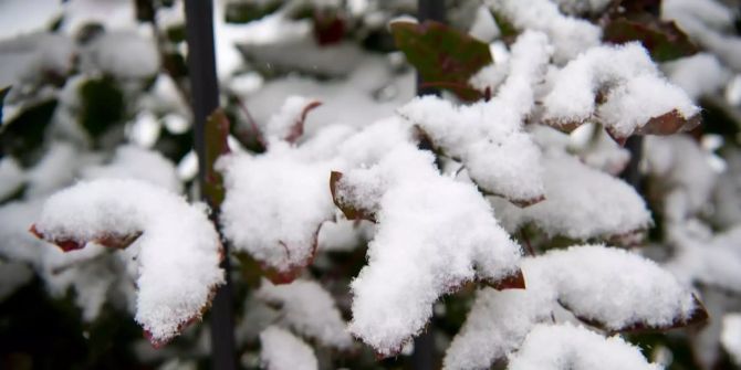 Schnee liegt in Bern auf Blättern.