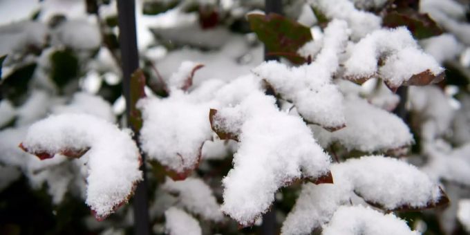Oberhalb von 1200 bis 1500 Metern fallen bis zu 140 Zentimeter Neuschnee. Schnee liegt in Bern auf Blättern.