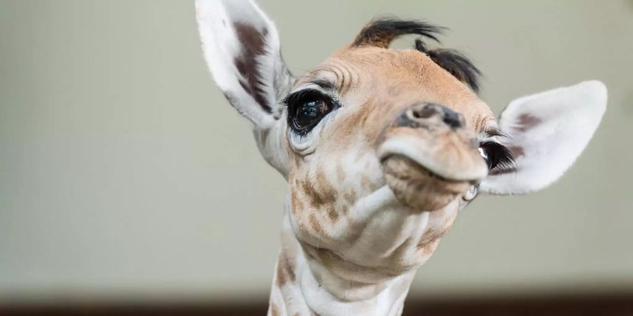 Die Baby-Giraffe Osei im Zoo Basel.