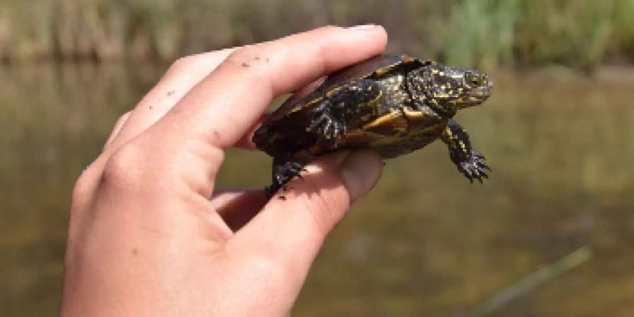 Im Bois de Jussy GE wurden im Juli 2017 drei junge Europäische Sumpfschildkröten entdeckt.