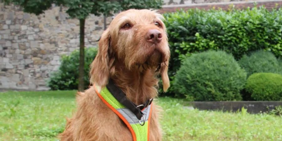 Einmal mehr hat sich der Riecher von Polizeihund Lupo bewährt.