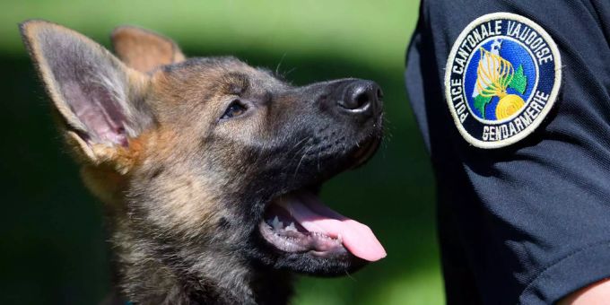 Ein Polizeihund (Symbolbild) Polizeihund
