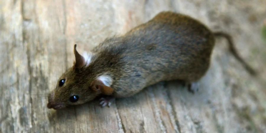 Eine kleine Ratte (Rattus rattus) läuft über einen Baum. (Symbolbild)