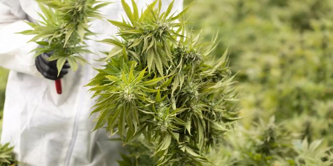Zürich - Stadt begrüsst gesetzliche Grundlage für Cannabis-Studie
