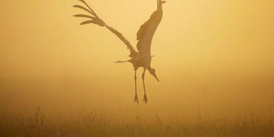 Ein Storch hebt mitten im Nebel ab.