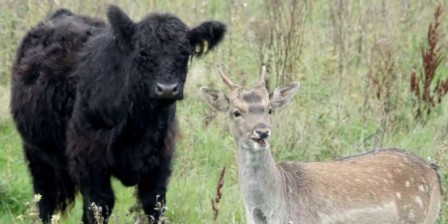 Der junge Damhirsch Hannes steht in einer Herde von Rindern.