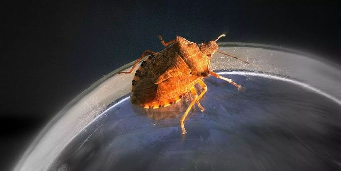 Eine marmorierte Baumwanze läuft auf einer glasigen Oberfläche. Eine marmorierte Baumwanze läuft auf einer glasigen Oberfläche.