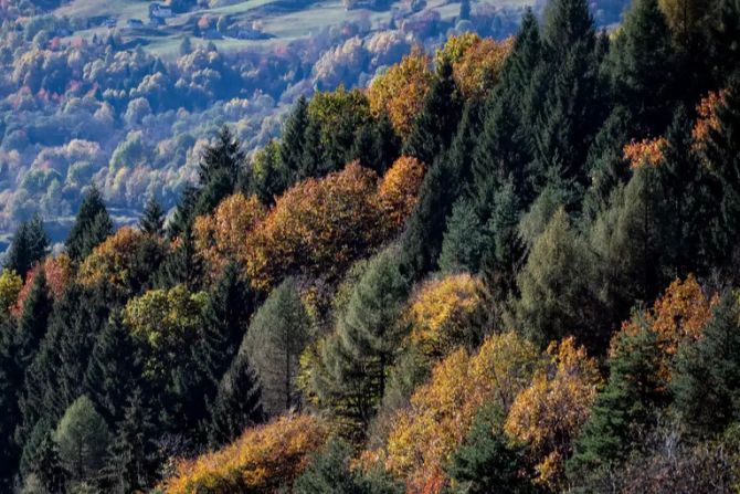 Ein Wald im Tessin.