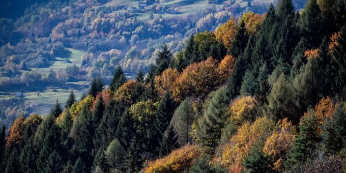 Der Bundesrat will, dass nicht mehr mit illegal gefälltem Holz gehandelt wird. Ein Wald im Tessin.