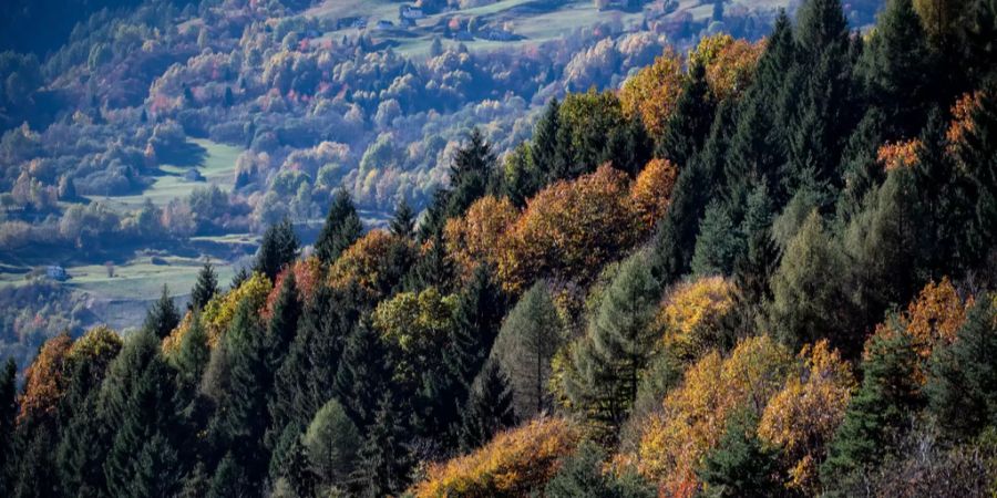 Ein Wald im Tessin.