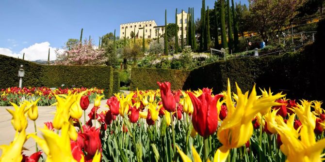 Tulpen blühen in den Gärten von Schloss Trauttmansdorff (I).