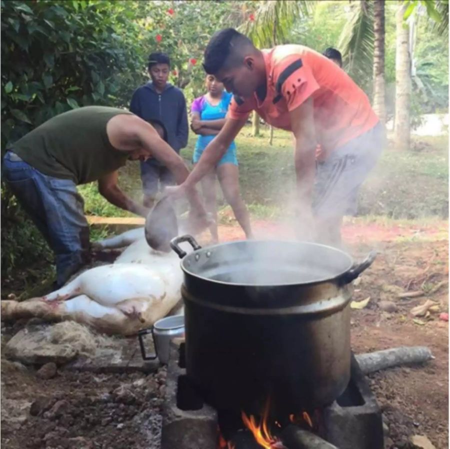 Traditionelles Schweine-Schlachten in Costa Rica.