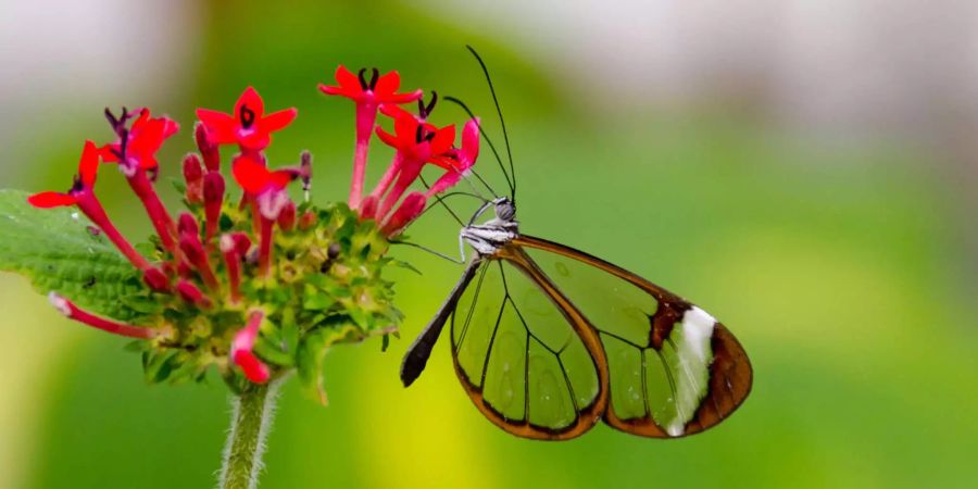 «Greta morgane» – dieser tagaktive Schmetterling hat durchsichtige Flügel und kommt vor allem in den Regenwäldern Mittelamerikas vor. Seit 2004 taucht er auch in Texas auf, in Gärten und Parks.