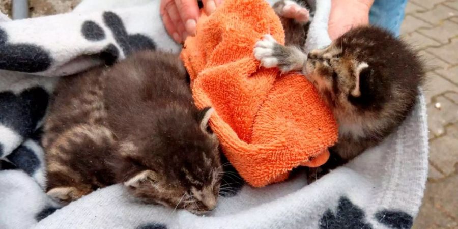 Der Beschuldigte war mit den Katzenbabys überfordert. (Symbolbild)