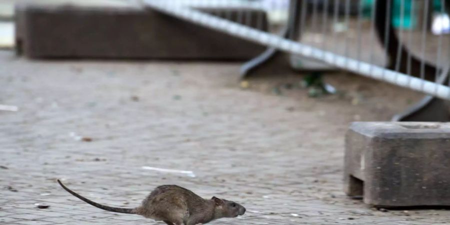 Paris geht gegen Müll und Ratten vor.