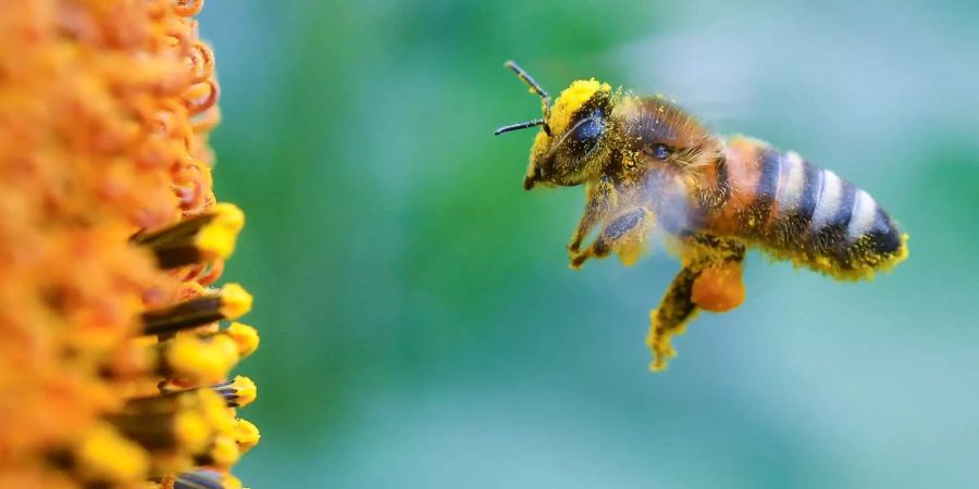 Voll bepackt mit Pollen und Blütenstaub ist eine Biene im Anflug zu einer blühenden Sonnenblume in einem Feld zu sehen.