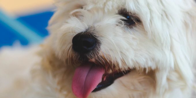 Hunde im Fellwechsel verlieren viele Haare. Hund