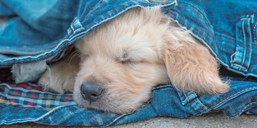 Hund in Jeansstoff eingehüllt