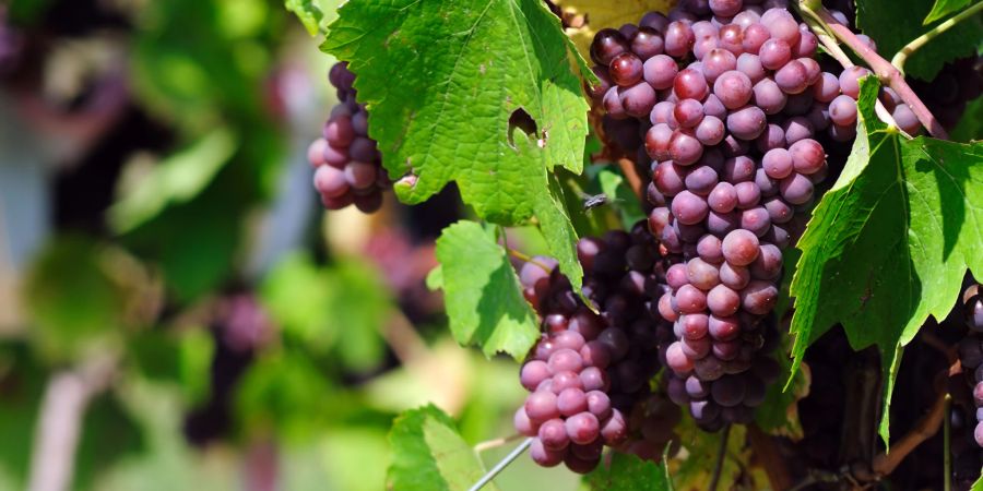 Resveratrol finden wir in blauen Trauben, Wein und Traubensaft.