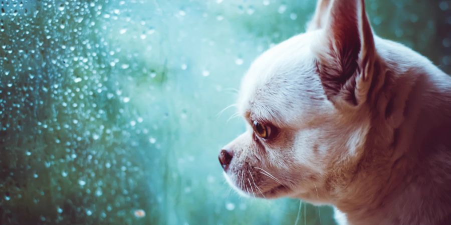 Sowohl für Hunde als auch für Menschen ist der Abschied oft eine emotionale Angelegenheit.