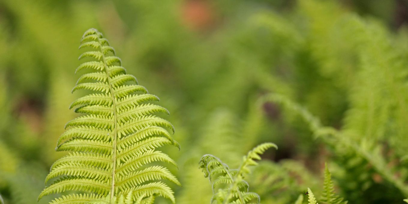 Das sind die 5 TopFarne für Ihre perfekte Gartenidylle Nau Living
