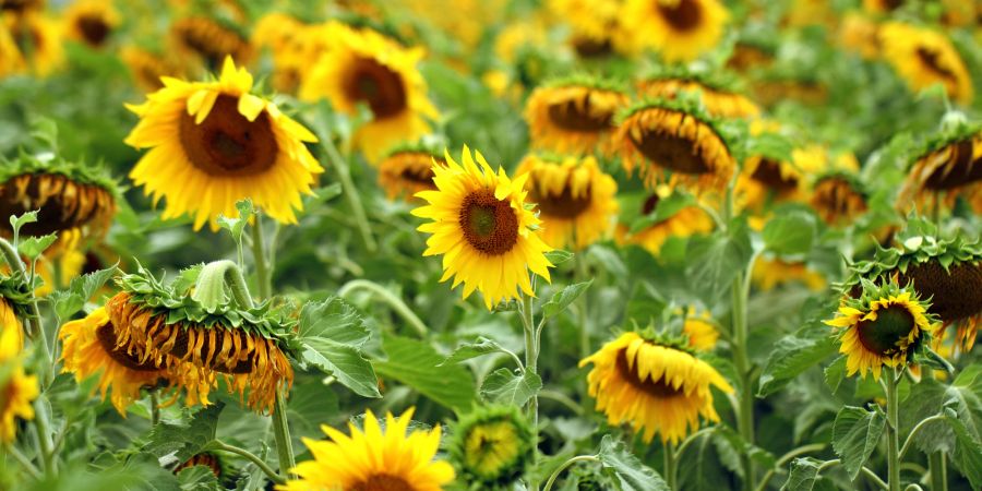 Sonnenblumen sind pflegeleichte Überlebenskünstler.
