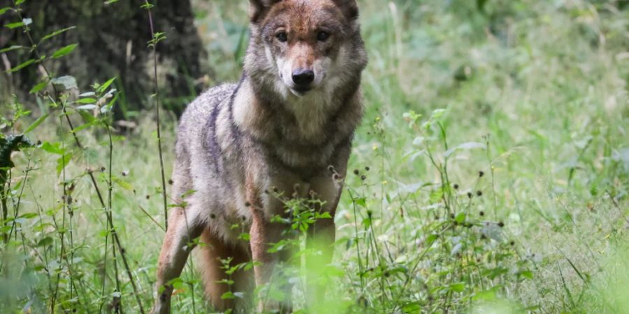 Der Umgang mit dem Wolf sorgt seit Jahren für heftige Debatten. (Themenbild)