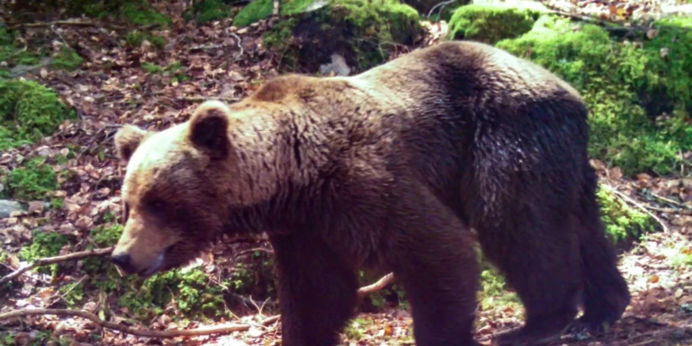 Bär Sam erstmals in der Aussenanlage des Bärenlands Arosa | Nau.ch