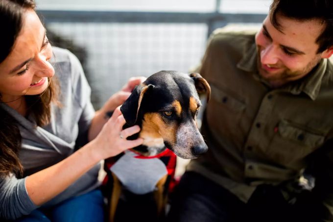 Hunde sind meist voll integrierte Familienmitglieder. Hund und FAmilie