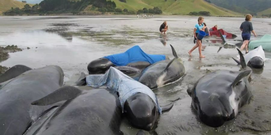 Immer wieder stranden Wale. Im Bild: Verendete Wale in Neuseeland.