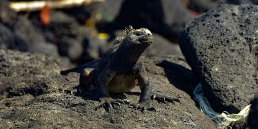 Galápagos-Echse