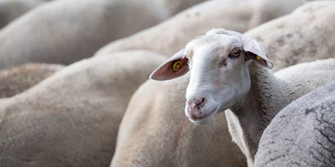Schafe füttern kann gefährlich sein für das Tier. Schafe