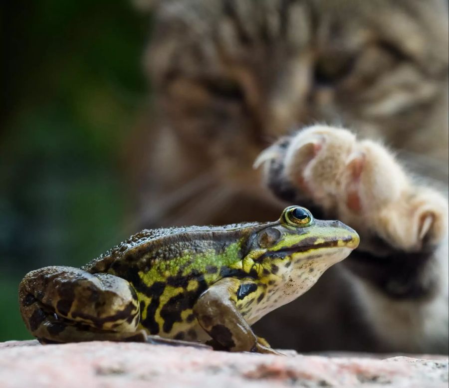 Weltkatzentag