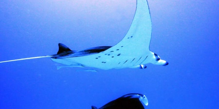 Manta-Rochen
