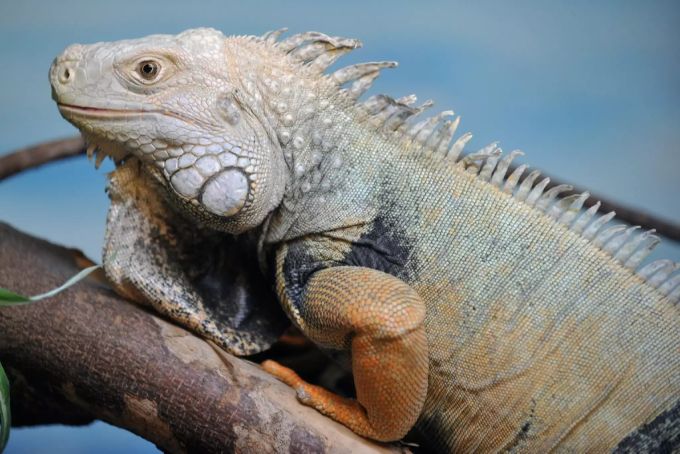 In Florida sind aktuell zahlreiche Leguane vorzufinden. leguane