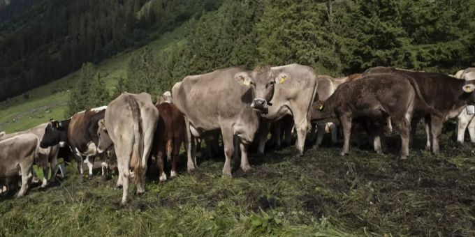 Mit den konkreten Grundlagen und Massnahmen des Projekts soll den Landwirtschaftsbetrieben auch ein Wettbewerbsvorteil verschafft werden. Kühe Weide