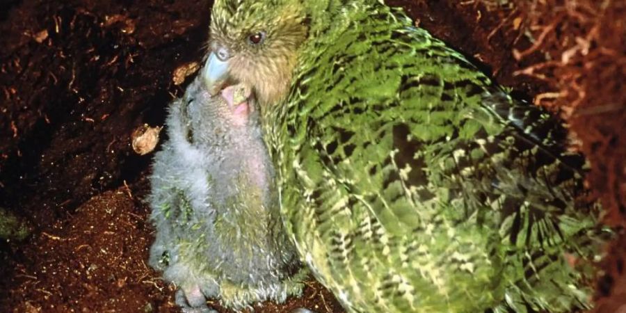 Ein Kakapo füttert seinen Nachwuchs. Nach einer vielversprechenden Brutsaison schwebt der vom Aussterben bedrohte Kakapo nun erneut in Gefahr. Foto: Don Merton/Umweltministerum Neuseeland