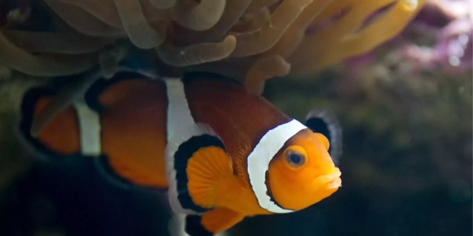 Clownfische leben in Symbiose mit Anemonen. Clownfisch