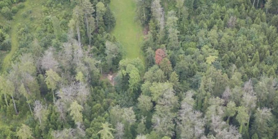 Trockenheitsschäden in einem Mischwald in der Nähe von Pruntrut JU im Juni 2019: In der Mitte (rot) eine tote Weisstanne, im Vordergrund tote Buchen (grau). Links von der Wiese schwächelnde Fichten. Auffällig ist, dass junge Bäume intakt sind und nur hohe Bäume durch die Trockenheit Schaden nahmen.