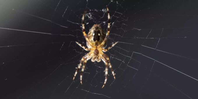 Eine Spinne baut sich in Zürich ihr Netz. Doch wie gefährlich sind Spinnenbisse eigentlich für uns Menschen? Spinne