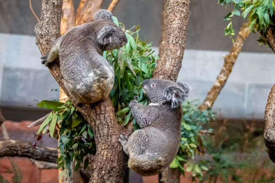 Im Zoo Zürich: Maisy und Mikey machen erste Bekanntschaft.