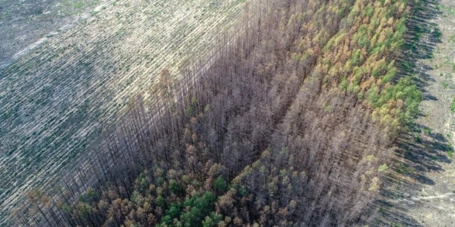 Wiederaufforstungsmassnahmen neben einem geschädigten Waldstück