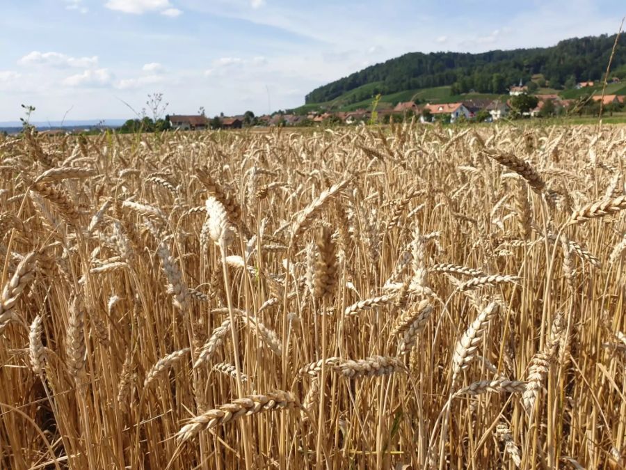 Bioweizen vor der Ernte auf dem Biohof.