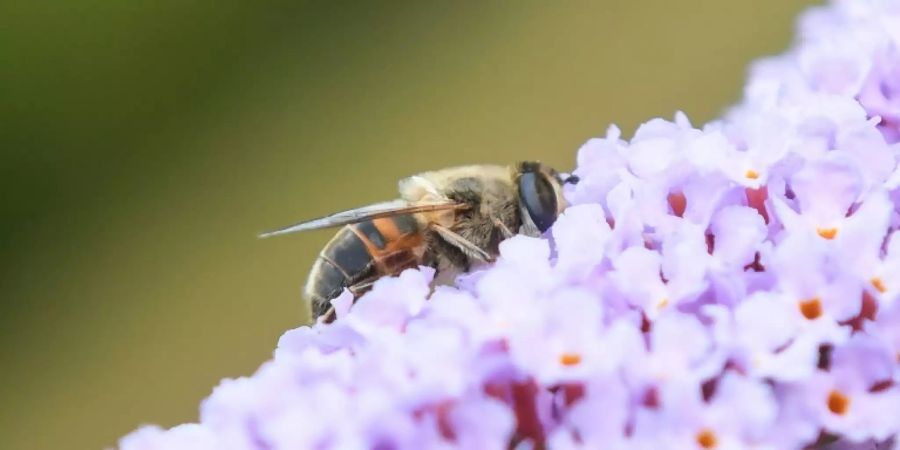 Biene auf einer Blume