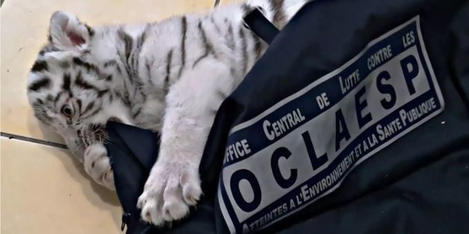 Das weisse Tigerbaby namens Hermès. Tigerbaby