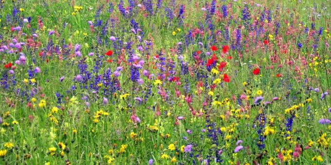Die Initianten sind davon überzeugt, dass die Initiative der Biodiversität zugutekomme. Subvention