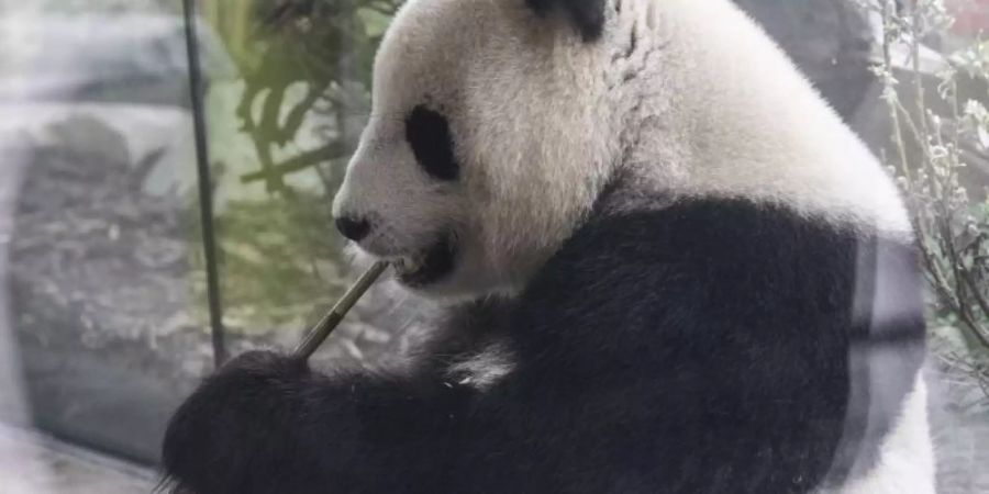 Das Panda-Weibchen Meng-Meng soll Mutter werden. Ob sie tatsächlich trächtig ist, bleibt abzuwarten. Foto: Paul Zinken